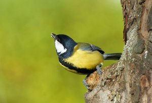 Hans guck in die Luft.jpg