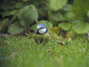 verkl.forum1857 Meise.jpg