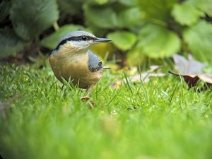 verkl.forum1886 Kleiber.jpg