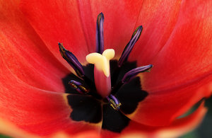 Tulpe 01.jpg