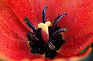 Tulpe 02.jpg