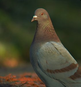 verkl.forumtaube 2.jpg