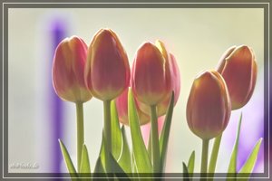 Blume3.JPG Blume3.JPG