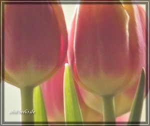 CROPBlume3.JPG CROPBlume3.JPG