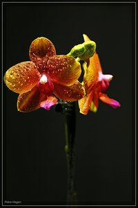 comp__MG_0395 Kopie.jpg