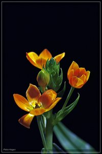 comp__MG_0328 Kopie.jpg