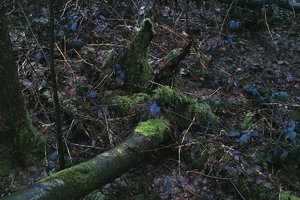 SDIM5591a Landscape (c) PPf.jpg