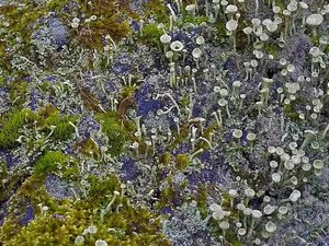 SDIM5595m big (c) PPf.jpg