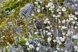 SDIM5596m (c) PPf.jpg