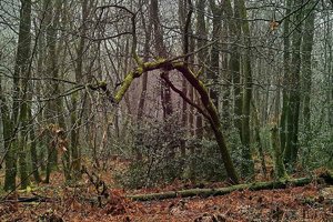 SDIM5598d ents (c) PPf.jpg