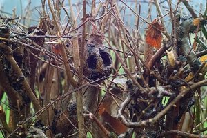 SDIM5576 (c) PPf.jpg