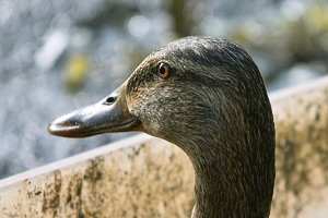 SDIM7743_1-1 Kopie-1.jpg