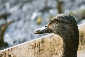 SDIM7743_1-2 Kopie-1.jpg