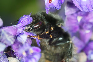 SDIM5650_1-1 Kopie Kopie.jpg SDIM5650_1-1 Kopie Kopie.jpg