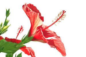 SDIM5516_1-1 Kopie.jpg SDIM5516_1-1 Kopie.jpg