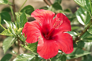 SDIM5514_1-1 Kopie Kopie.jpg SDIM5514_1-1 Kopie Kopie.jpg