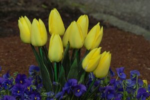 Blumen-SD14 - SDIM4188.jpg