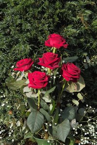 Blumen-SD14 - SDIM4185.jpg