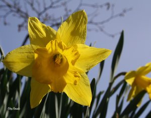 comp_Osterglocke, 11Uhr vormittags.jpg