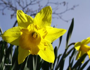 comp_Osterglocke 2ter Versuch.jpg