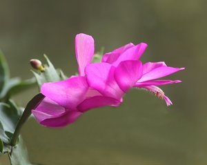 Kaktusblüte02.jpg