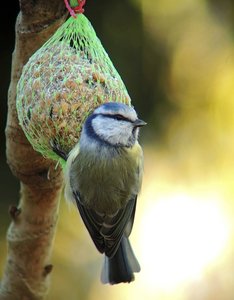 verkl.forum3149 meise.jpg