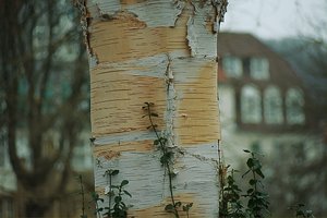 zb DSC09840  NEX 5R + Telefogar 3,5 90mm psf fusaut (c) PPf.jpg