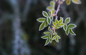 20131203-041-2 bearb..jpg