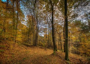 Herbstwald-0001.jpg
