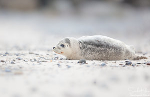 08390955.jpg 08390955.jpg