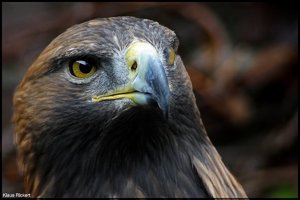 Photo- 1.jpg Photo- 1.jpg