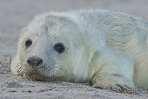 20131130_121Helgoland_Kegelrobbenbabyportrait01.JPG