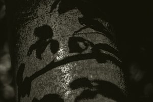 Bilderforum IMG02685 Shadows (c) PPf.jpg