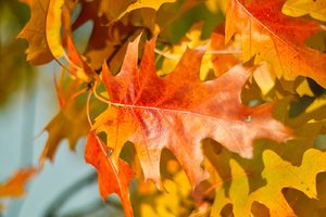 comp_f 2.jpg comp_f 2.jpg