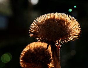 comp_Garten Neues Sigma 022_ji.jpg