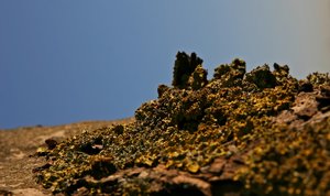 comp_Düren-Flechten 146a.jpg