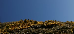 comp_Düren-Flechten 166a.jpg