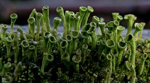 comp_Düren-Flechten 005a.jpg