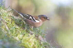 verkl.forum4725 Buchfink.jpg