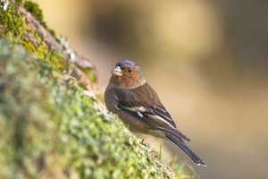 verkl.forum6763 Buchfink.jpg