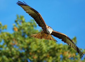 Rotmilan hat Beute entdeckt.jpg