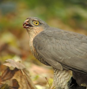 verkl.forum4787 Sperber.jpg