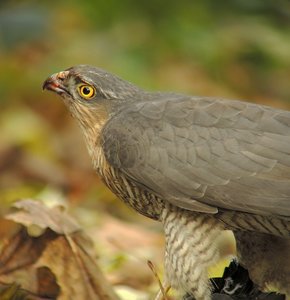 verkl.forum4799 Sperber.jpg