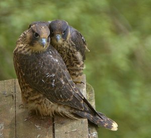 Geschwisterpaar 1.jpg