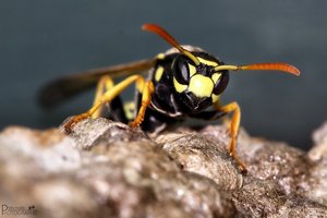 Wespe01_031013.jpg