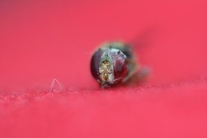 IMG_6676_Bildgröße ändern.JPG