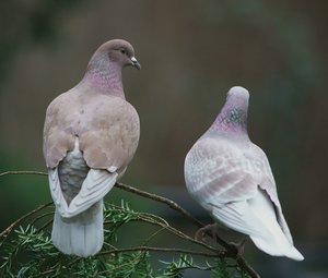 verkl.forum0802 PS.jpg