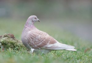 verkl.forum1095 PS.jpg