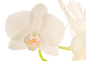 SDIM0205.JPG SDIM0205.JPG