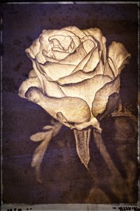 Rose_SW_vintage_2.jpg Rose_SW_vintage_2.jpg